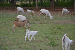 Goats 3