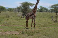 Giraffe 10