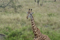 Giraffe 7